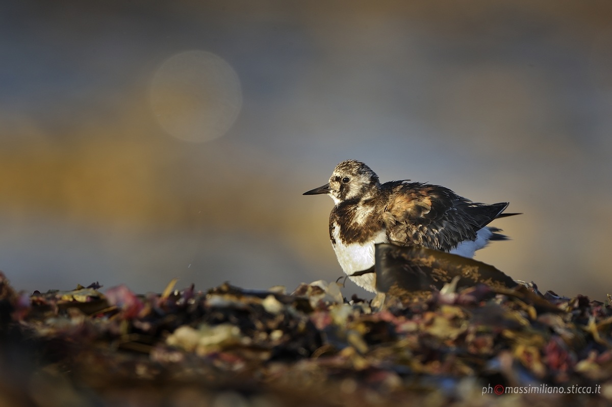 Ruddy Turnstone - Arenaria interpres