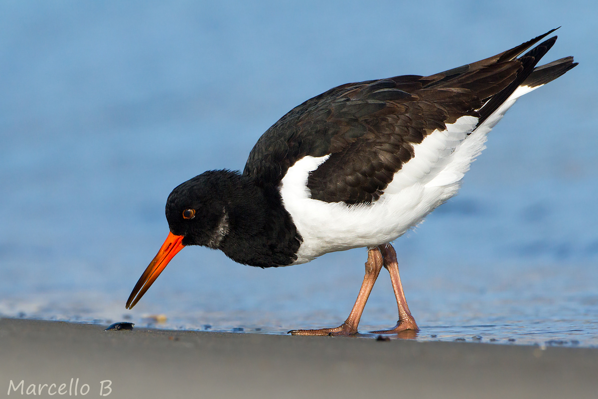 Oystercatcher