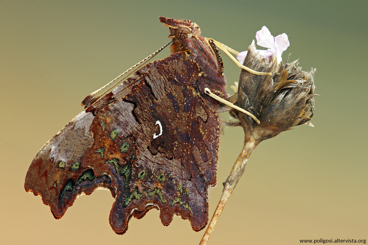 Polygonia c-album