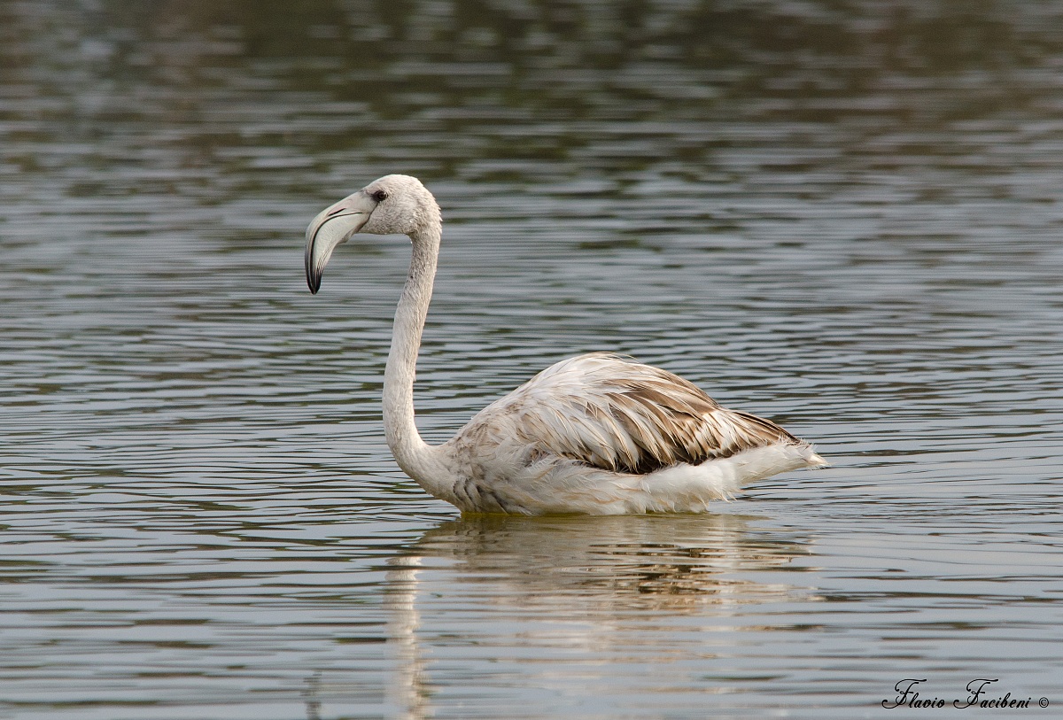 Fenicottero rosa immaturo