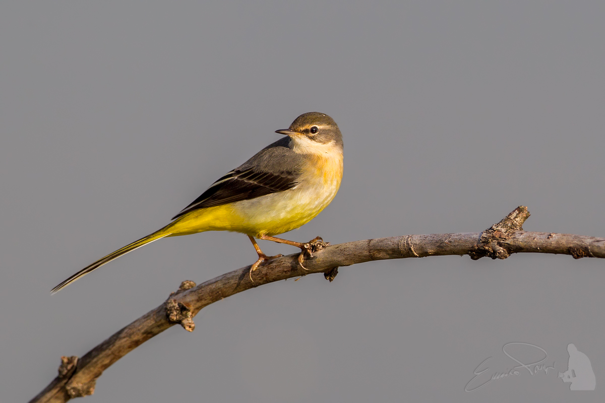Yellow Wagtail