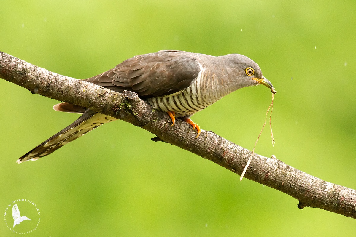 One Flew Over the Cuckoo's roost ...