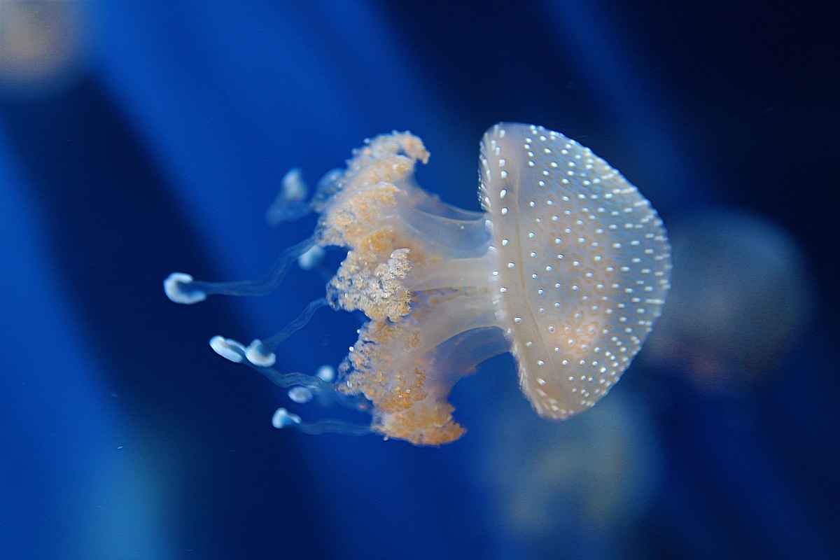 Jellyfish