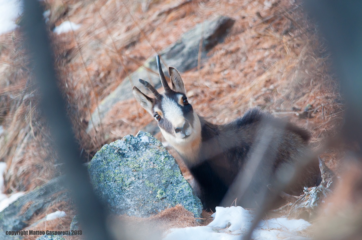 alt! Who goes there?