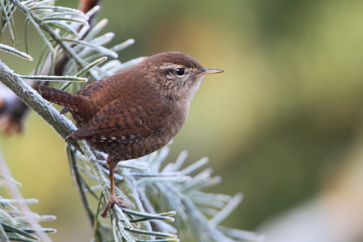 My first wren