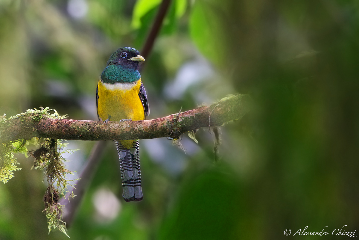 Trogon Black-chinned