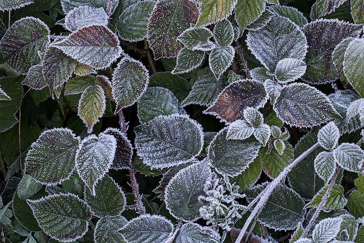 Sul limitare del bosco