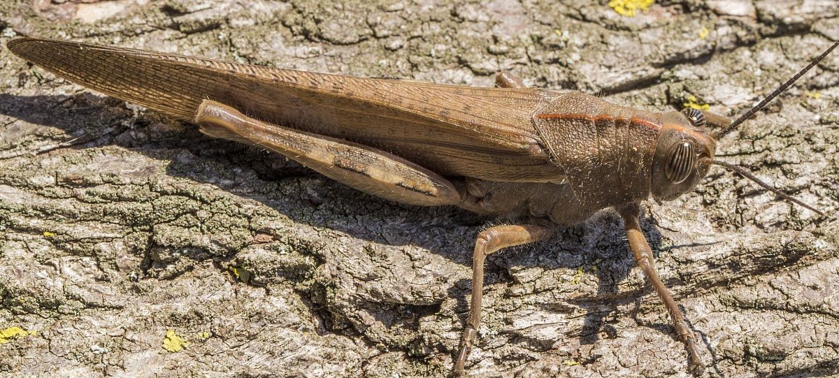 First Macro - Cricket