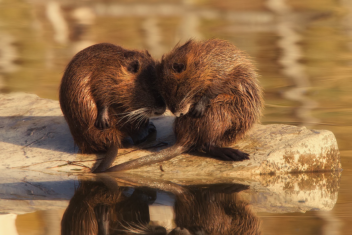 Tenderness at sunset ...