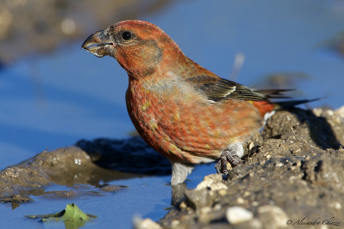 I colori del crociere