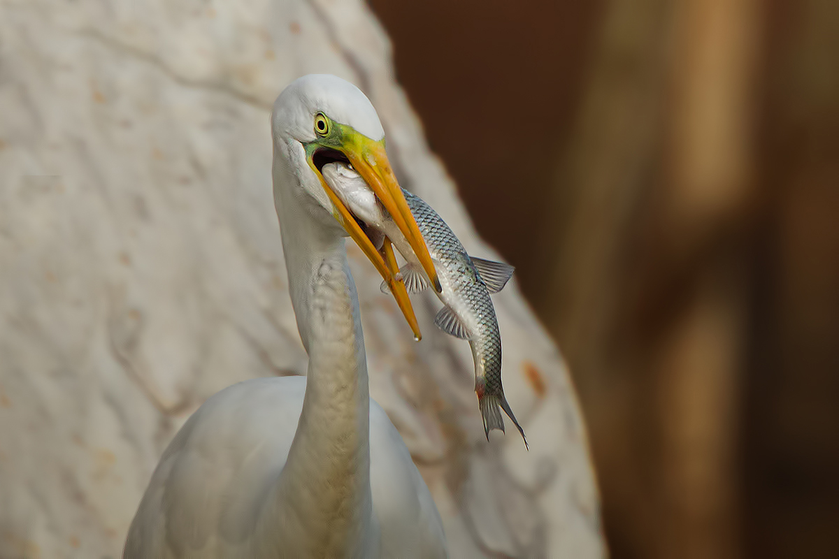 A very good prey ....