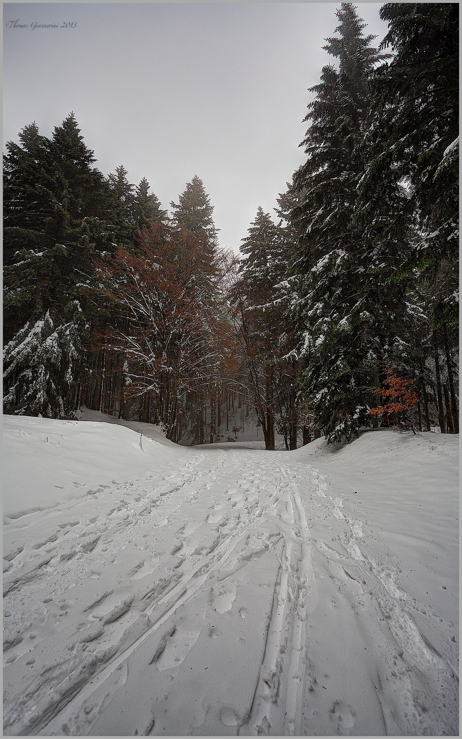 Towards Camaldoli Hermitage