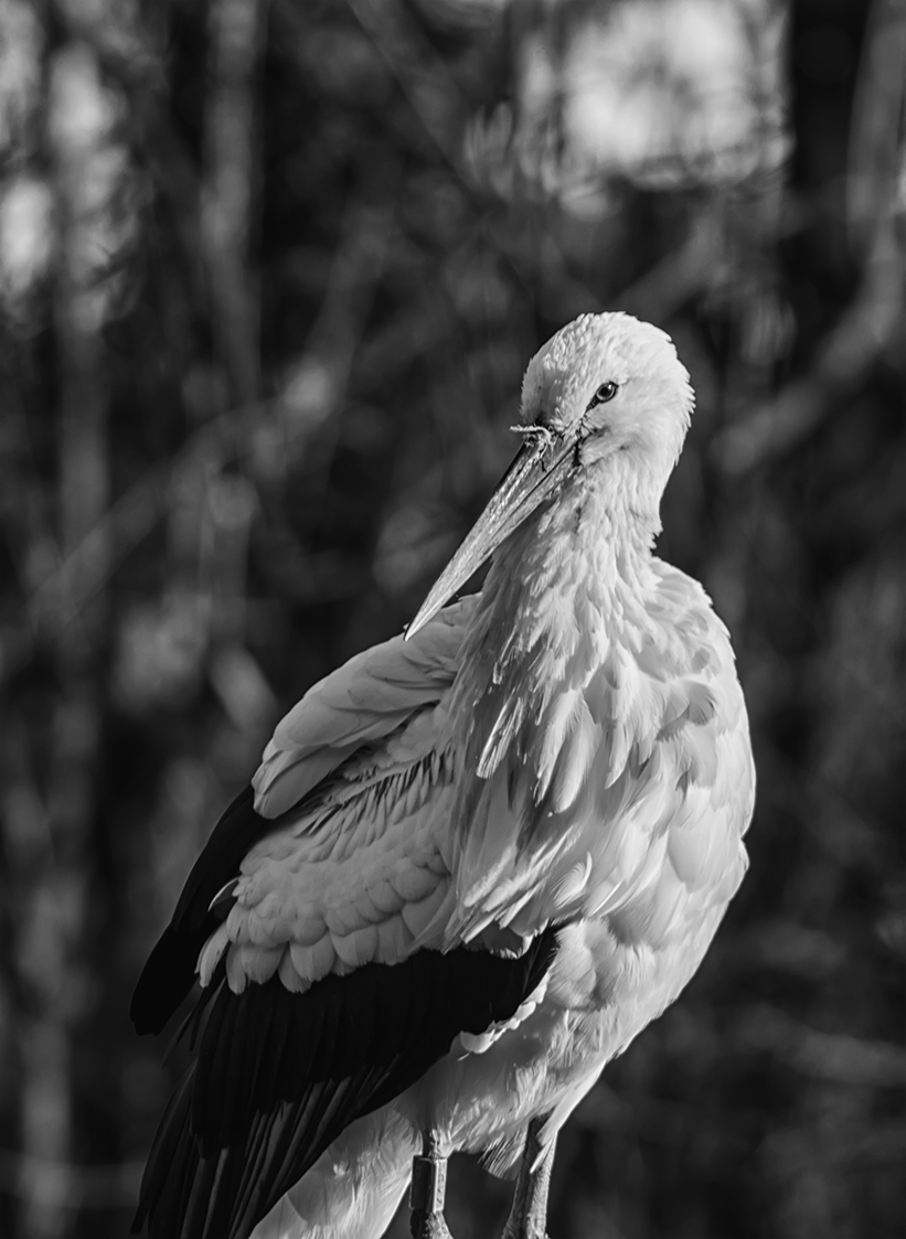 stork