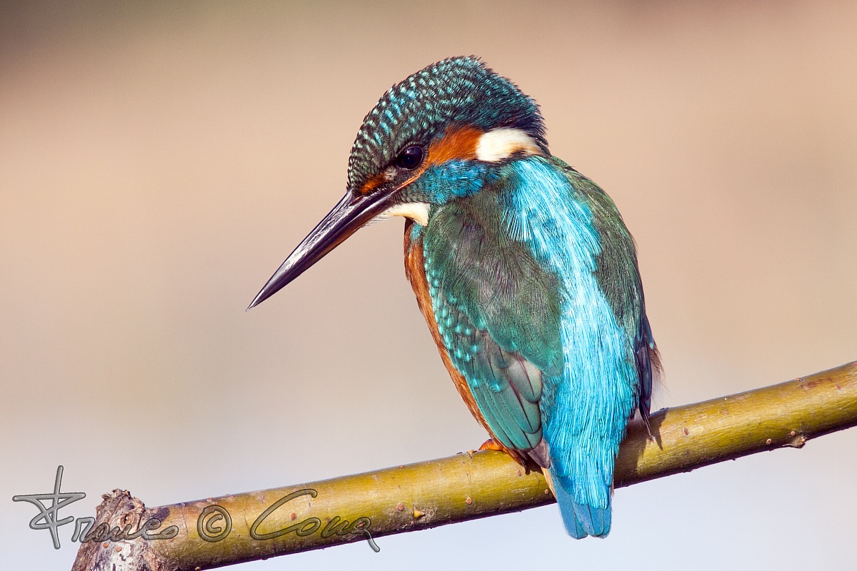 Martin Pescatore -  Alcedo atthis