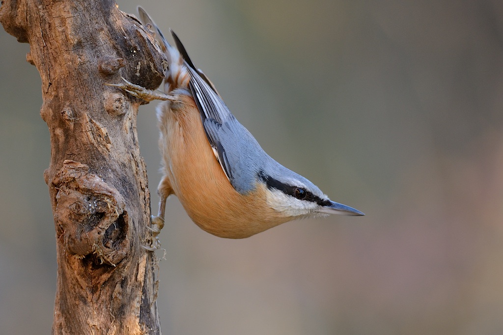 picchio muratore (sitta europea)