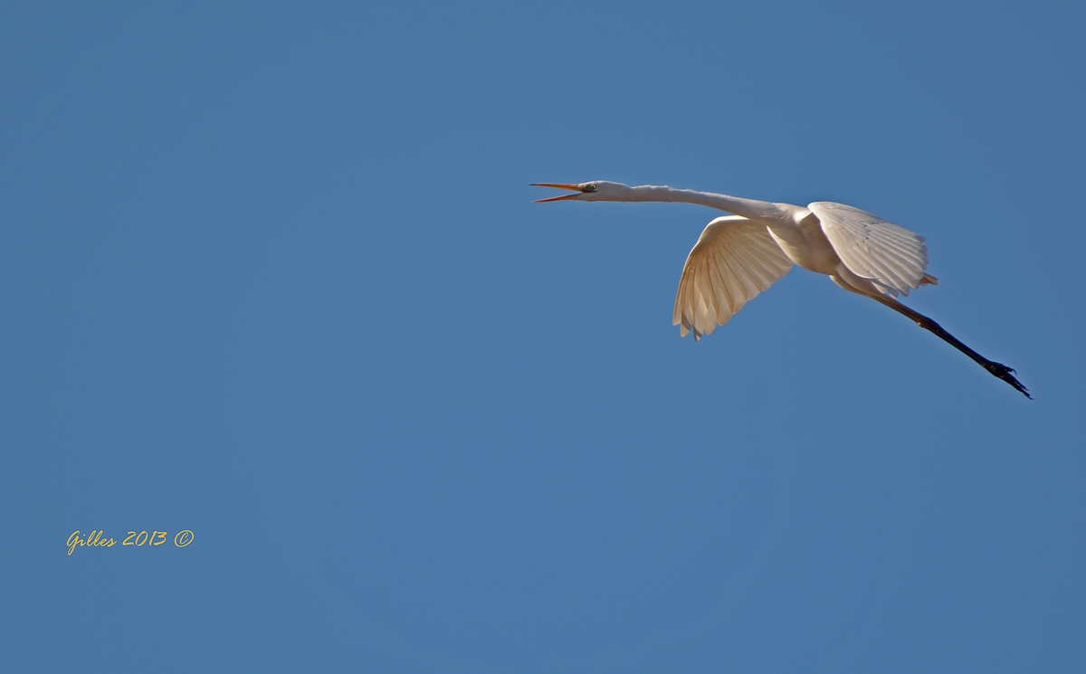 Airone Bianco ...durante lo stretching...