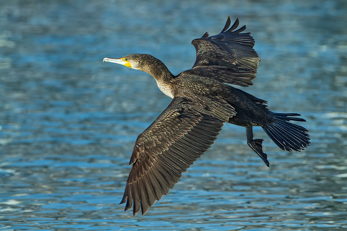 Cormorano in volo