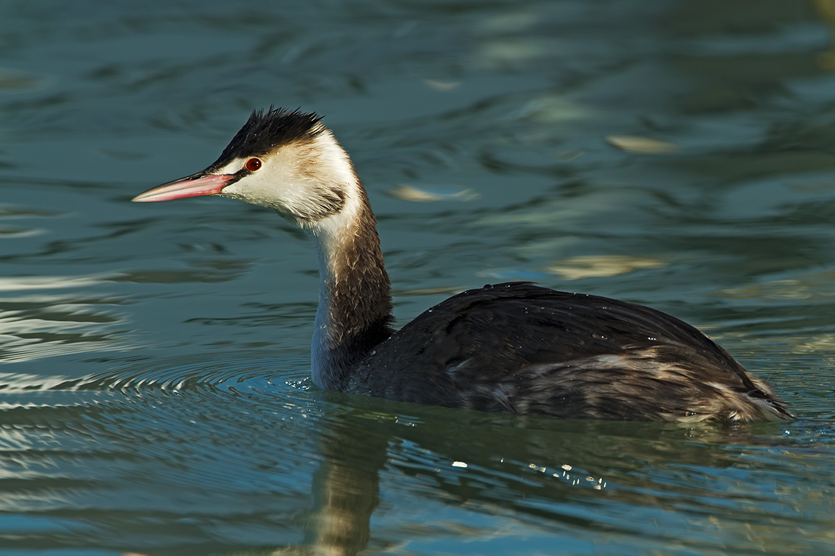 Great Crested Grebe