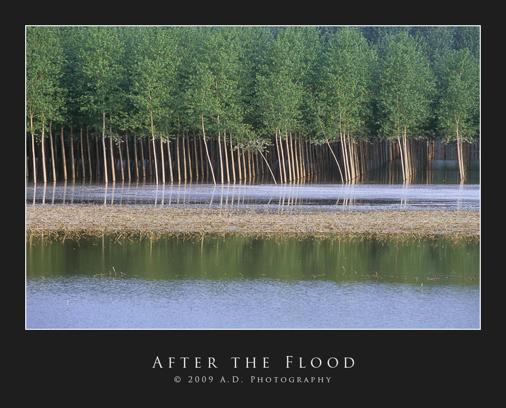 After the Flood