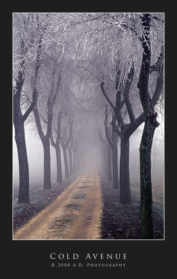 Cold Avenue