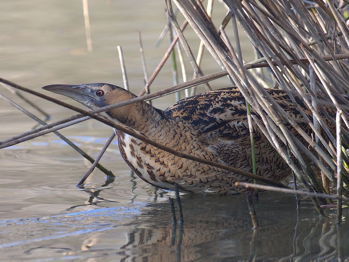 bittern