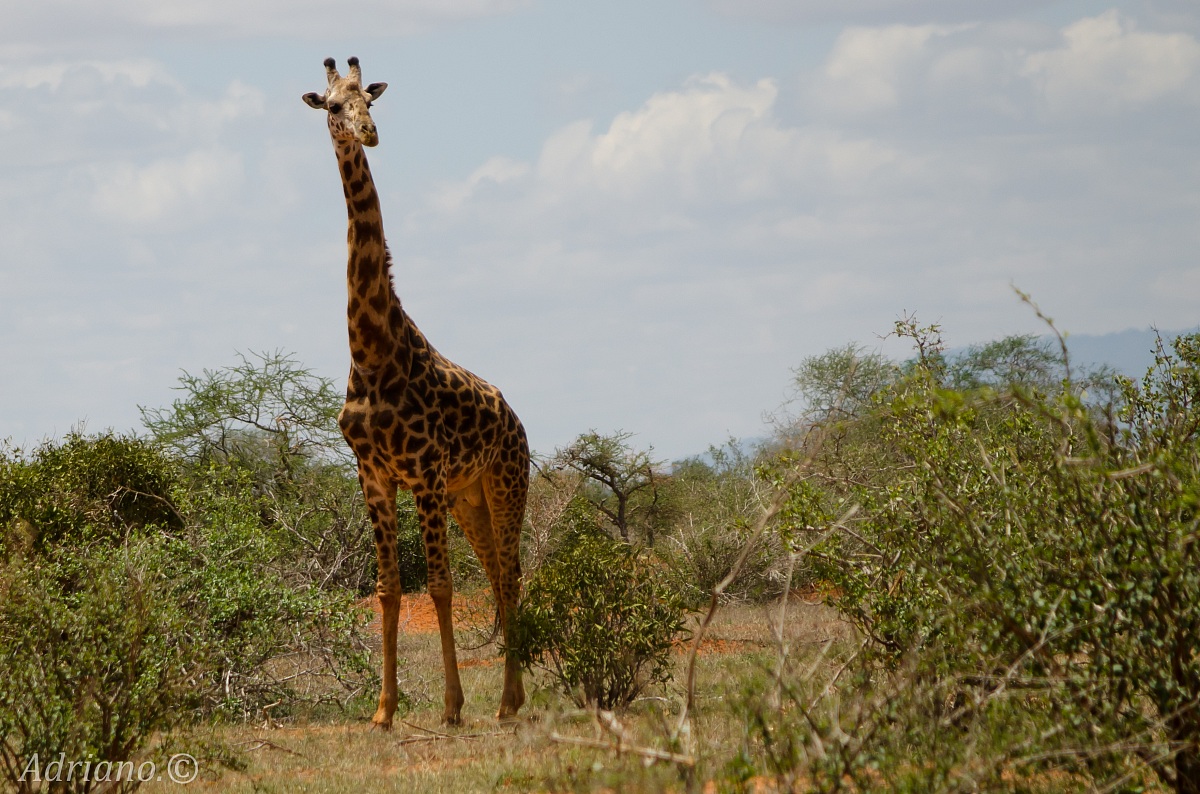 Safari Kenya Tsavo East