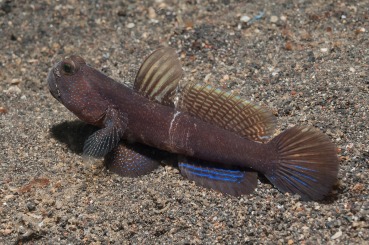 Cryptocentrus cinctus