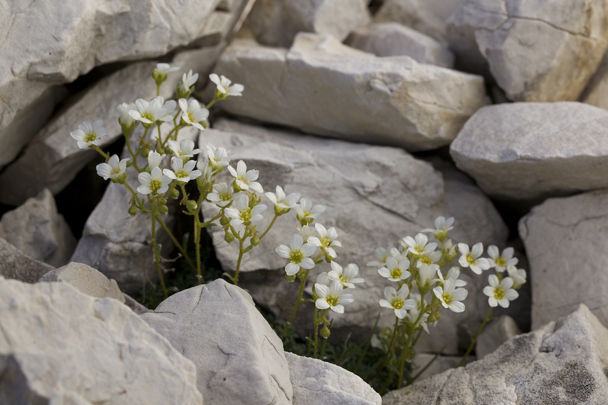 Saxifraga