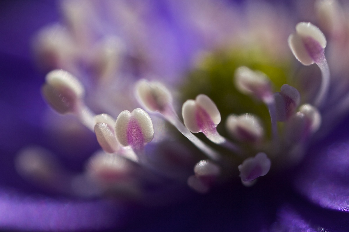 Hepatica