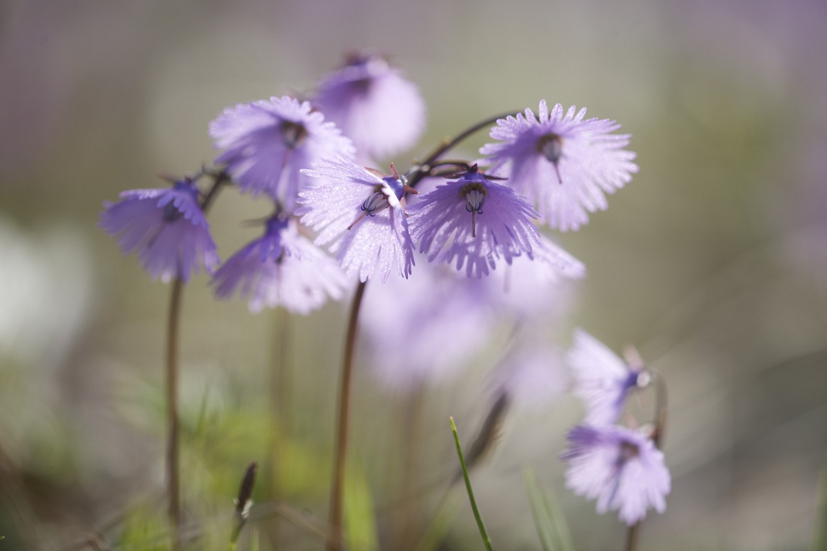 Soldanella