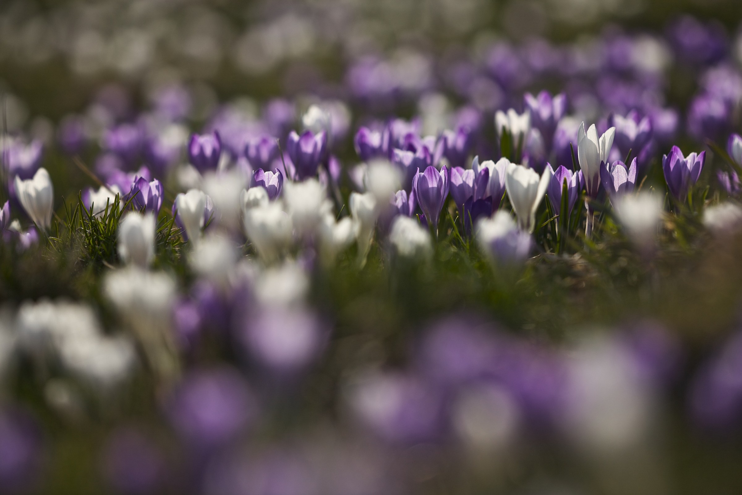 Crocuses
