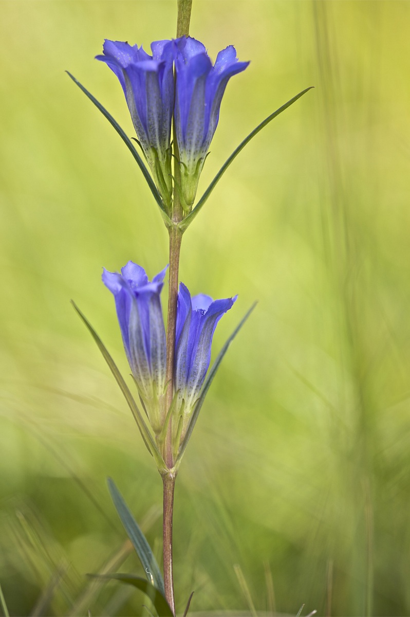 Gentiana