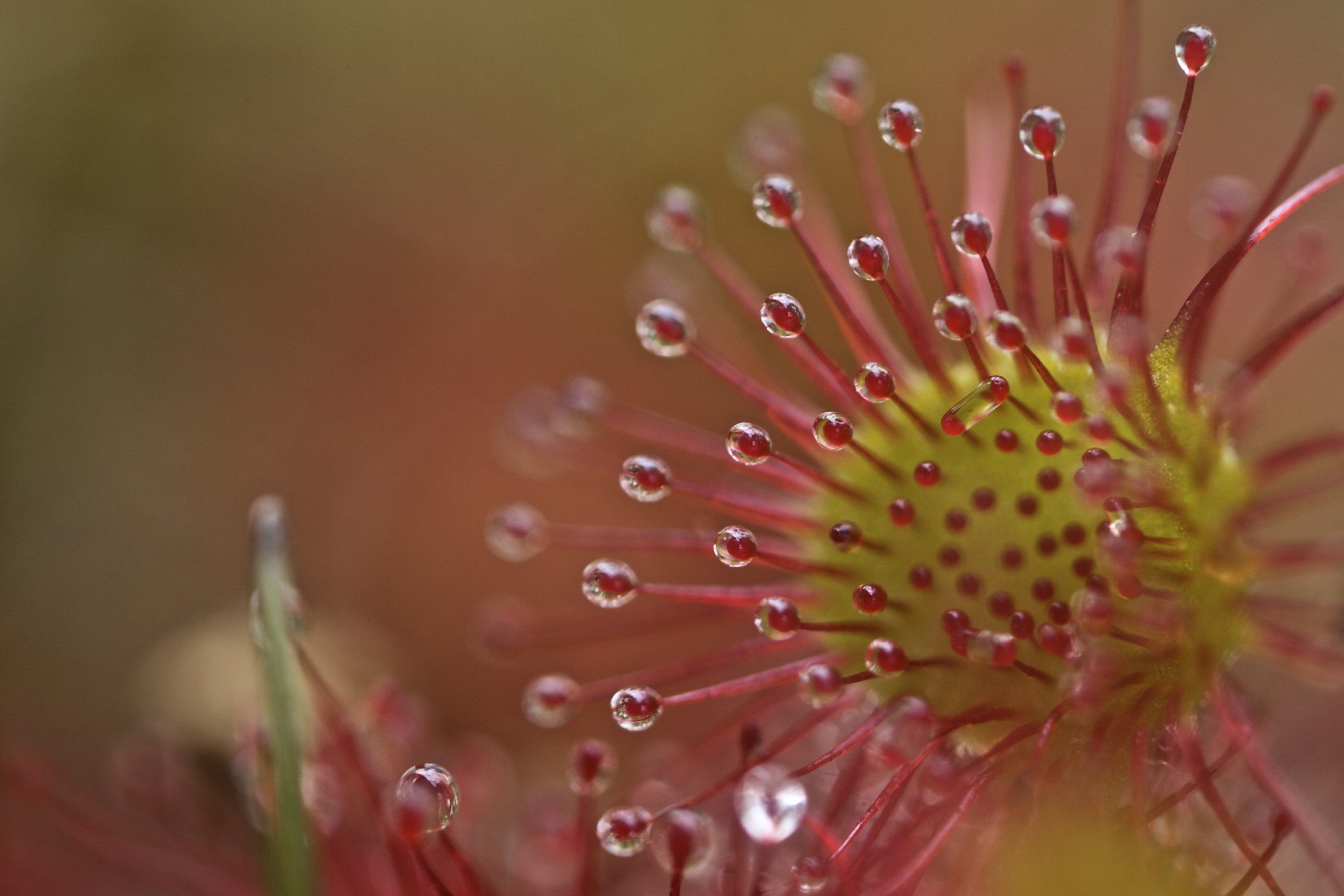 Drosera
