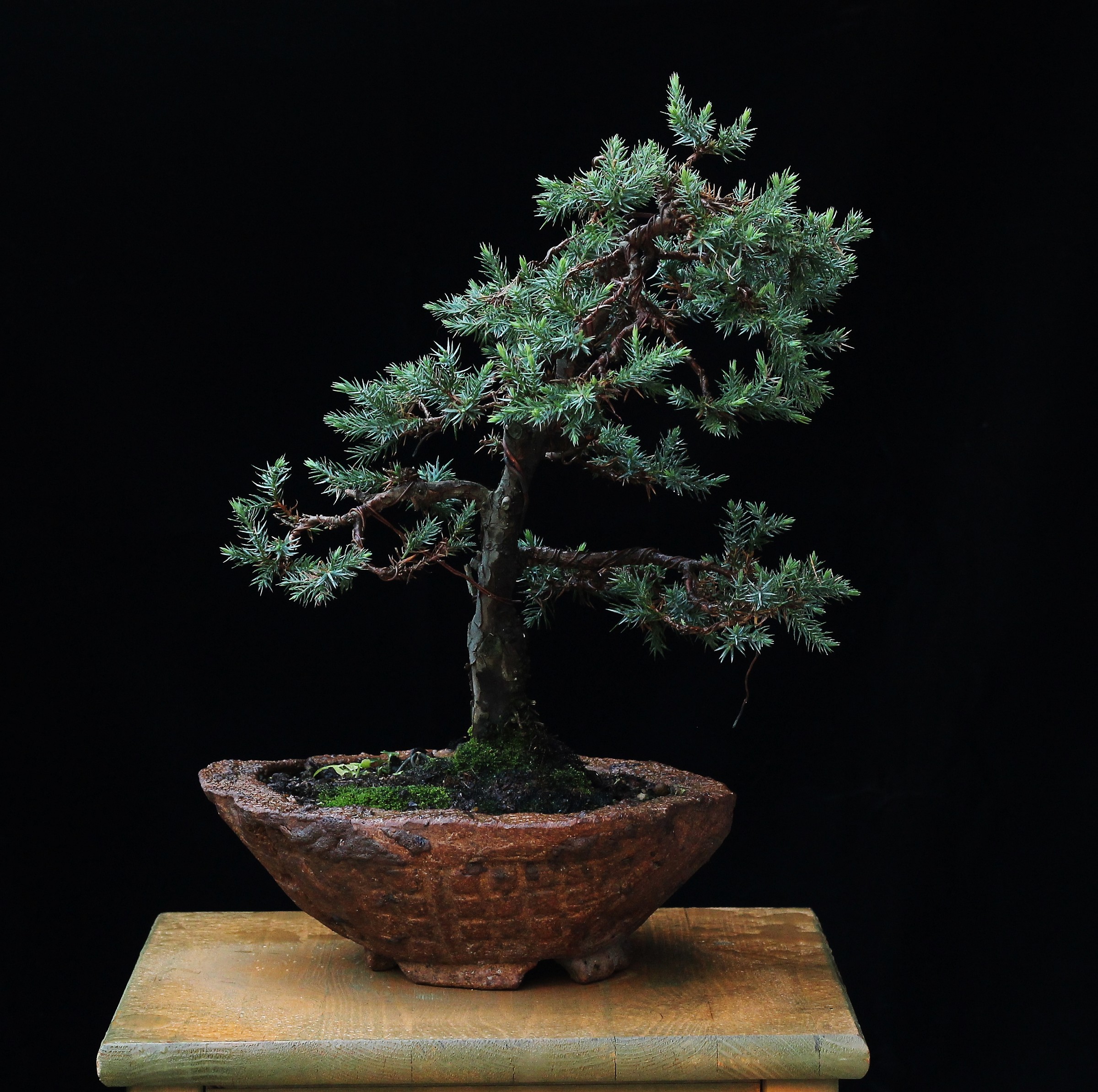 Juniper