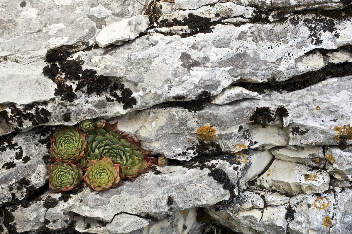 Sempervivum tectorum