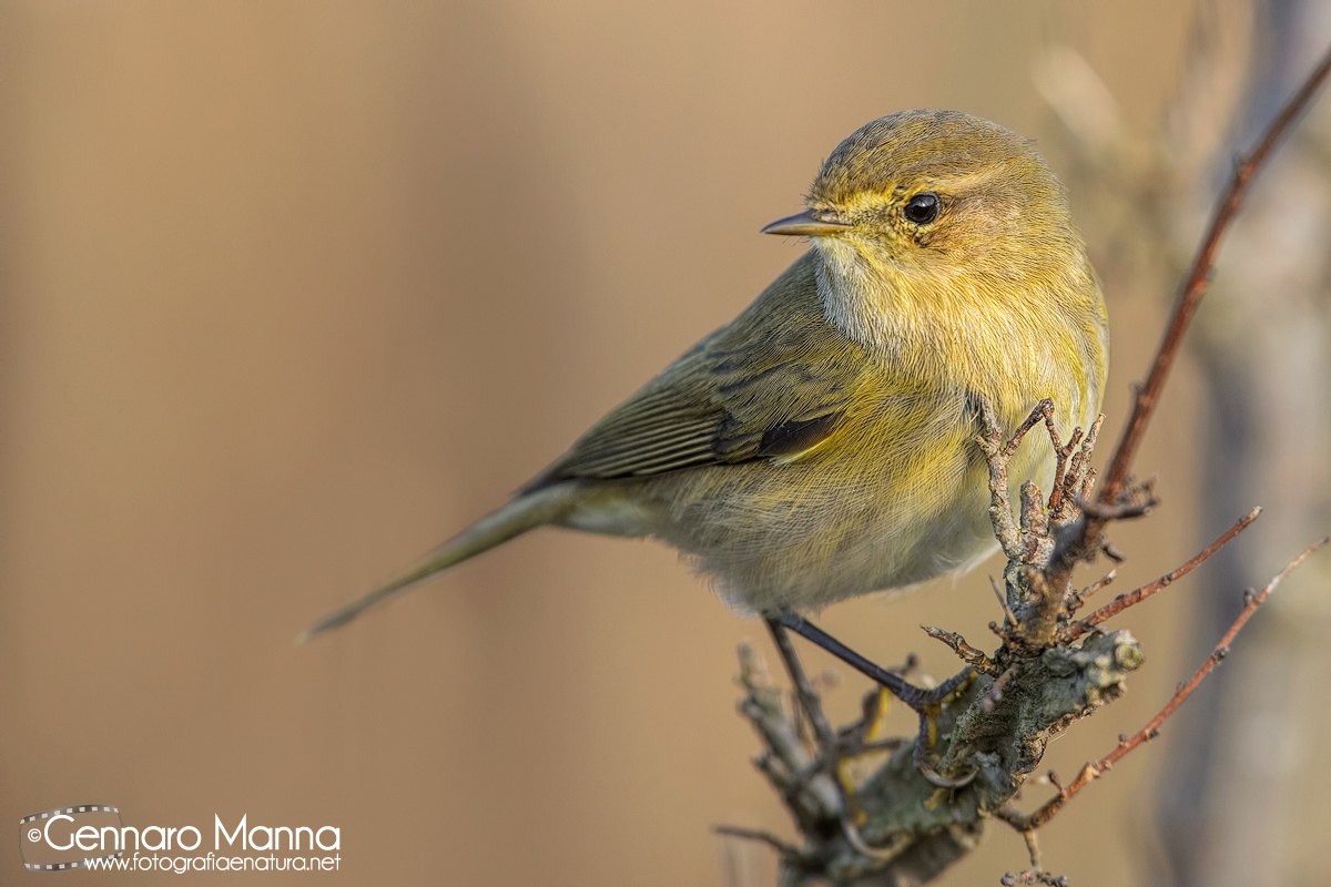 Luì piccolo (Phylloscopus collybita)