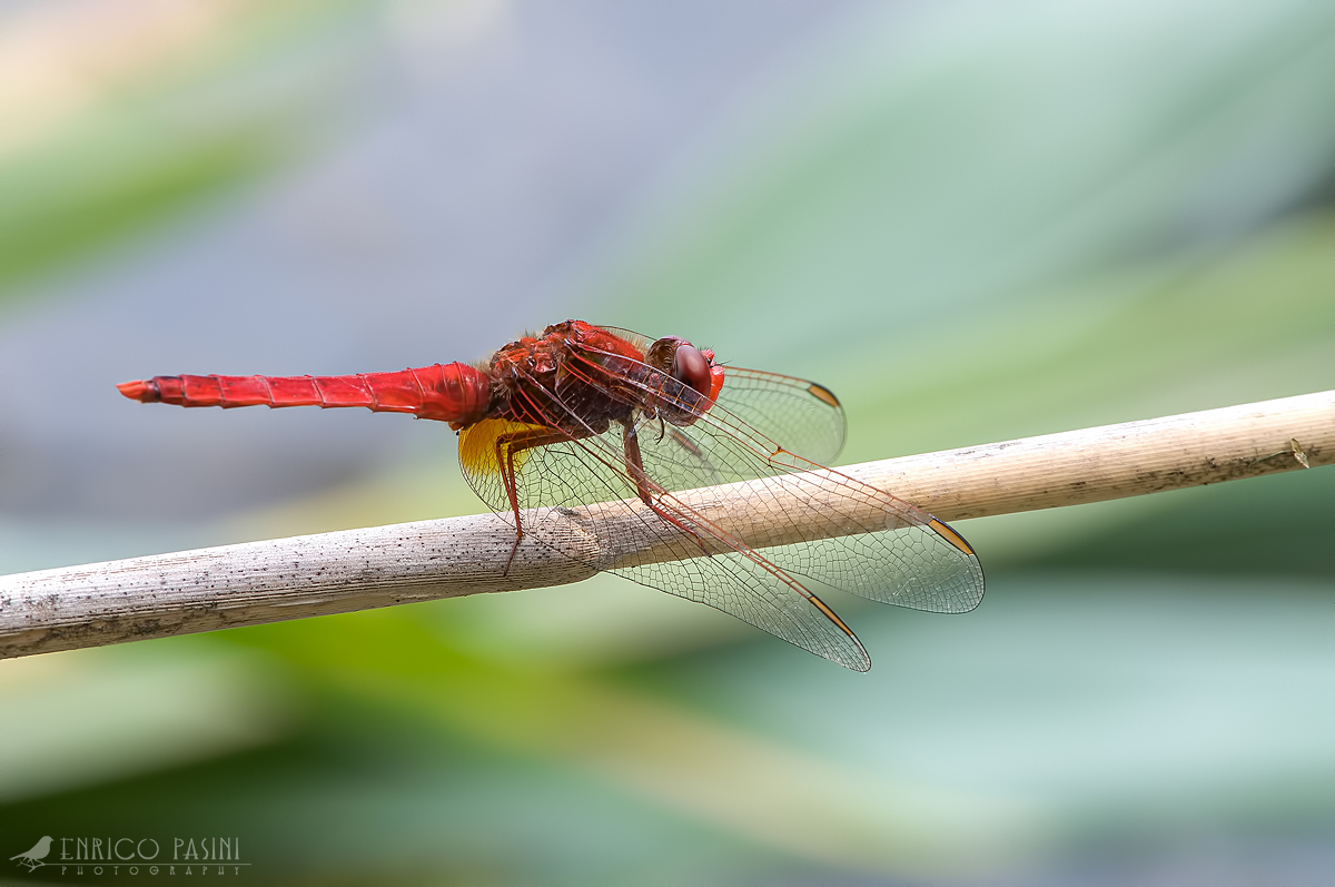 Libellula rossa