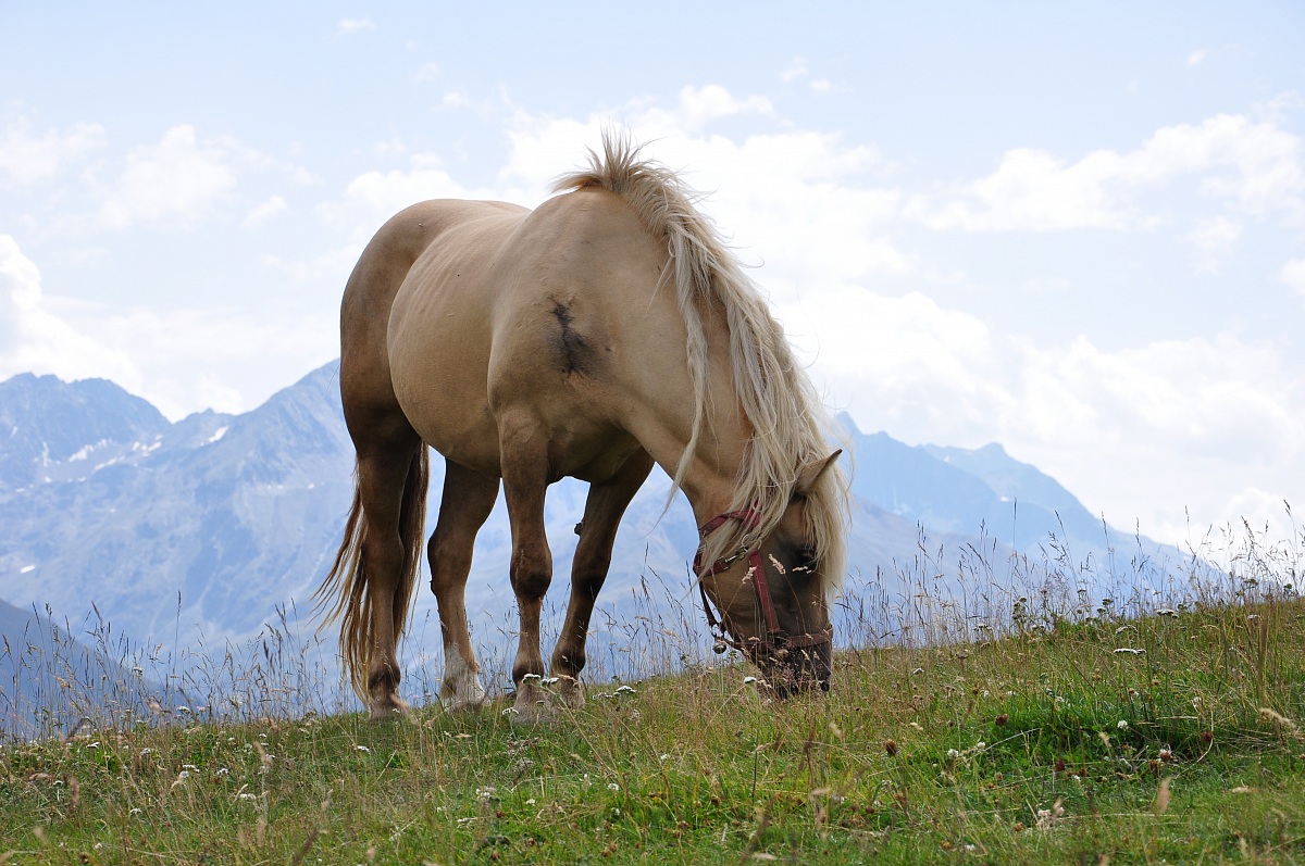 Cavallo al pascolo 2