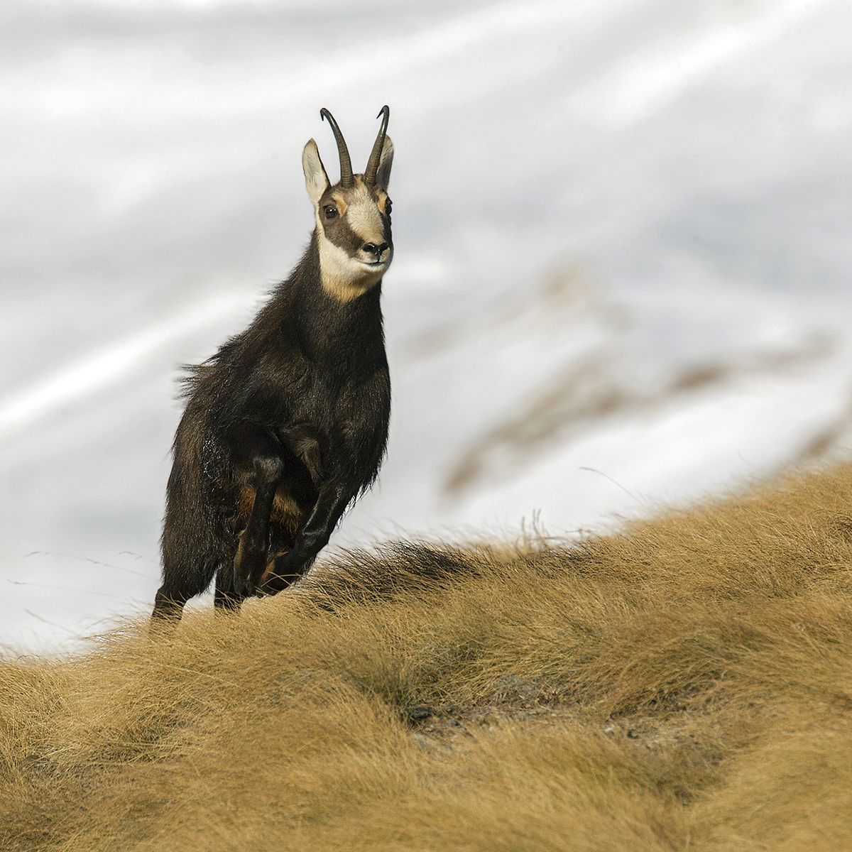 chamois