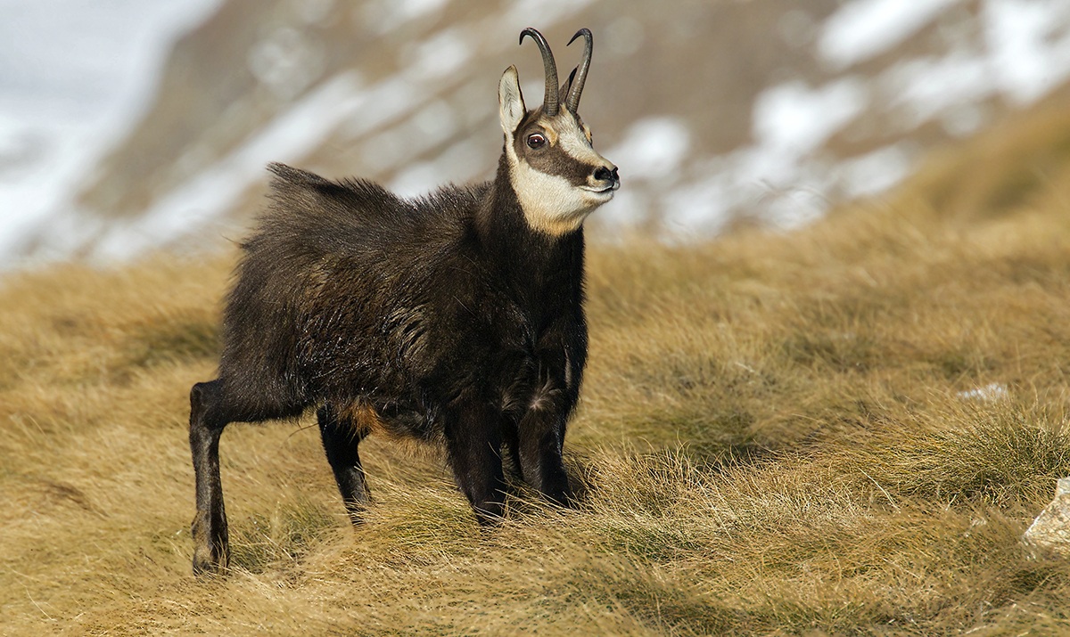 chamois