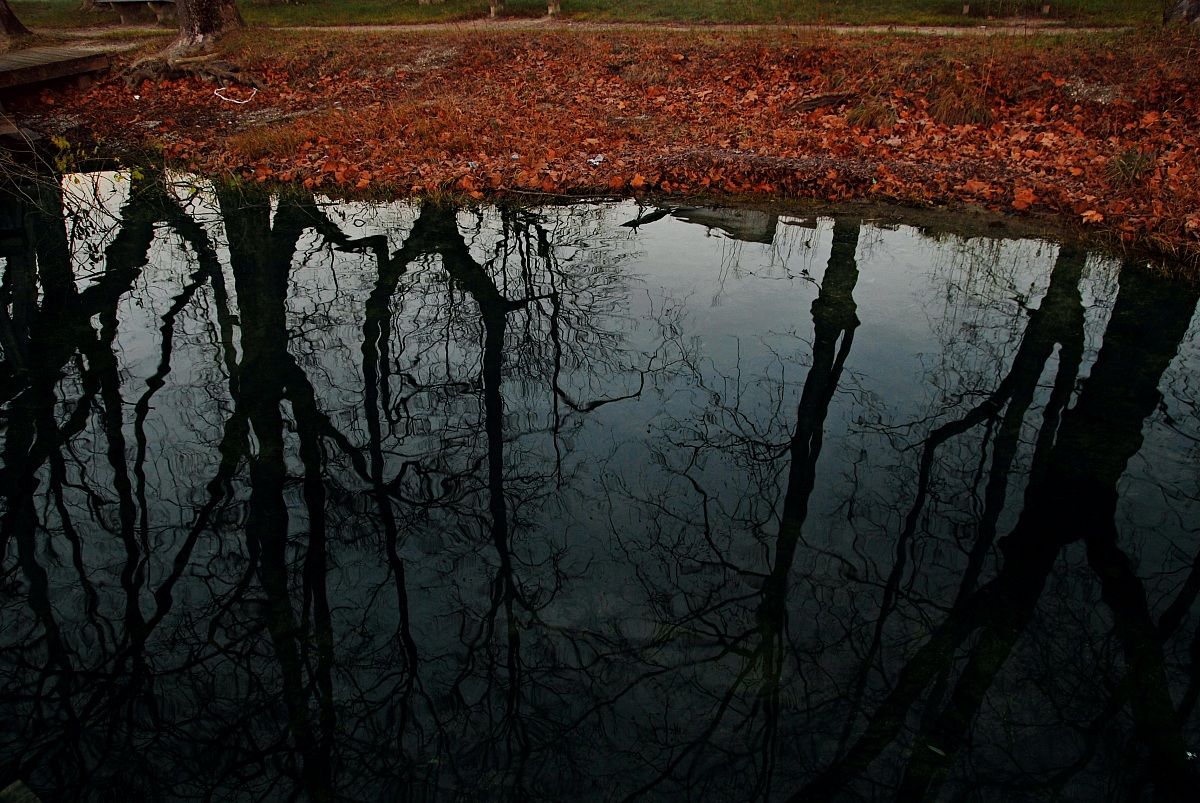 Reflection of trees