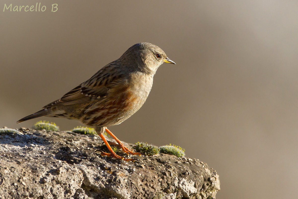Sordone - Alpi Apuane .