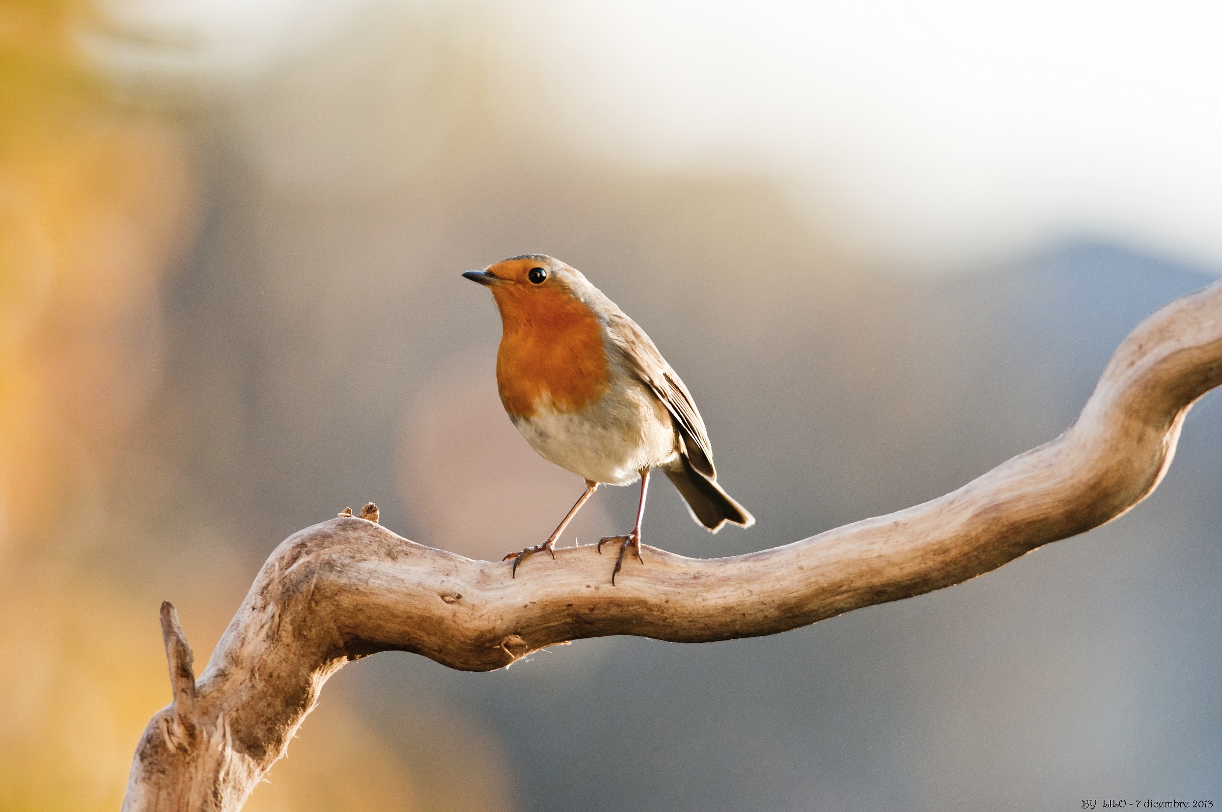 Pettirosso - Erithacus rubecula casa