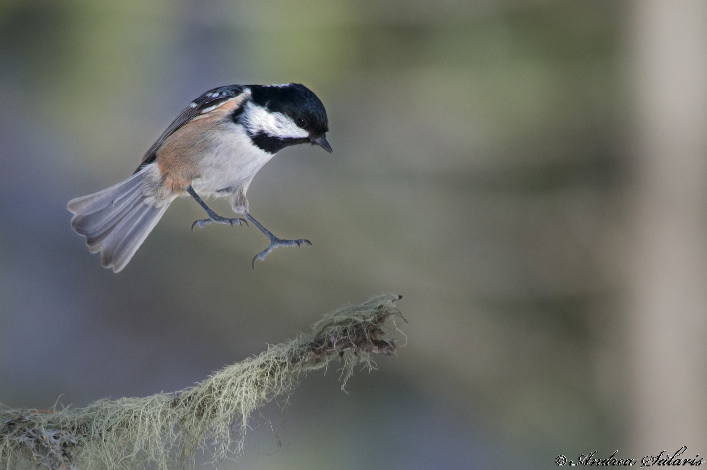 Cincia Mora (Periparus Ater)
