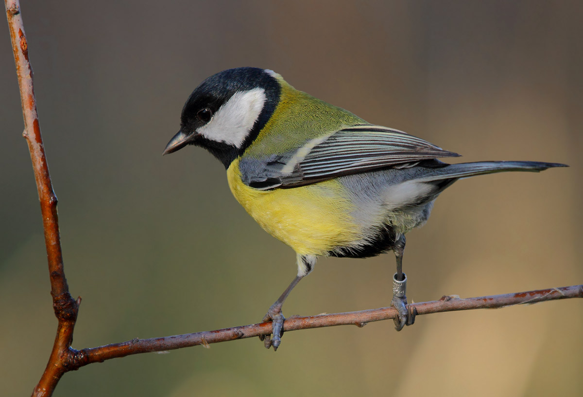 Great Tit