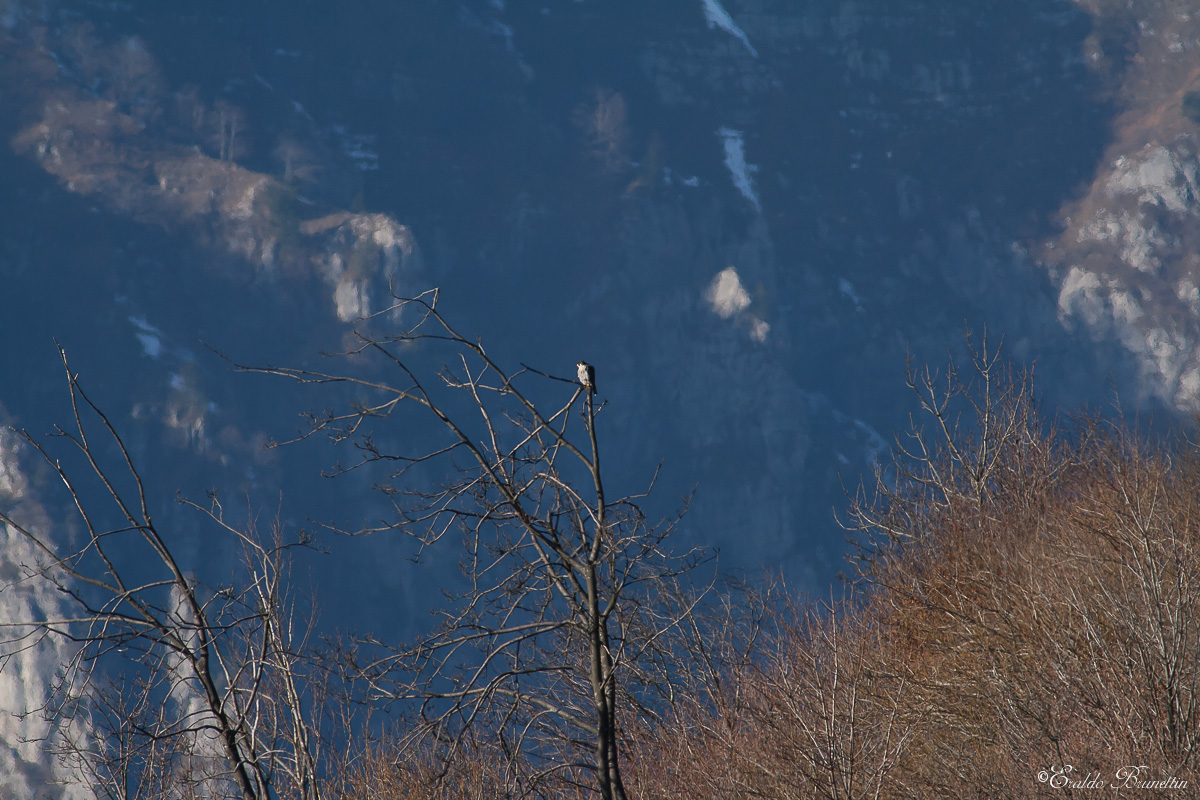 Peregrine Falcon (Falco Peregrinus)