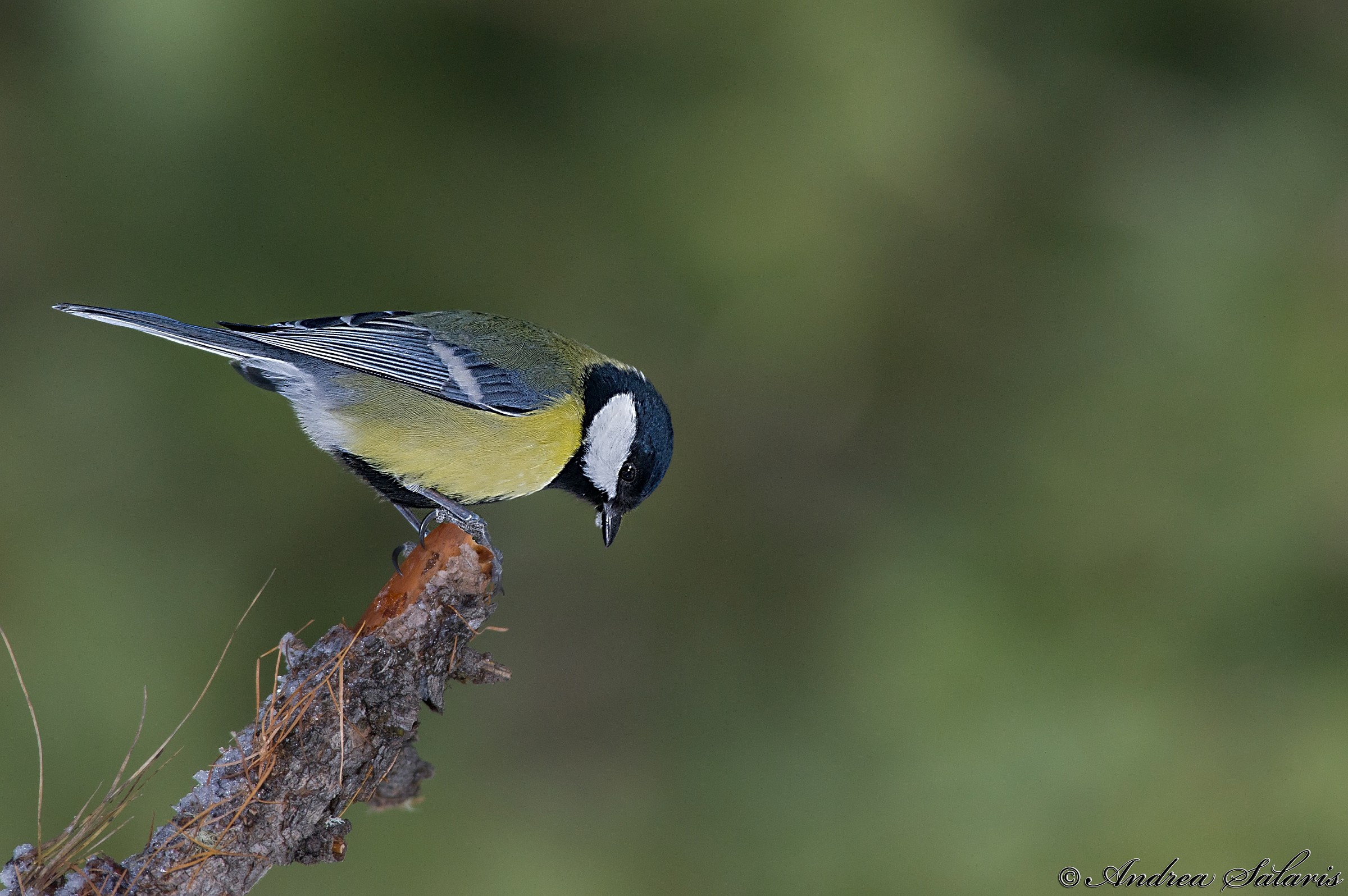 Cosa Ci Sarà Sotto?? - Cinciallegra (Parus Major)