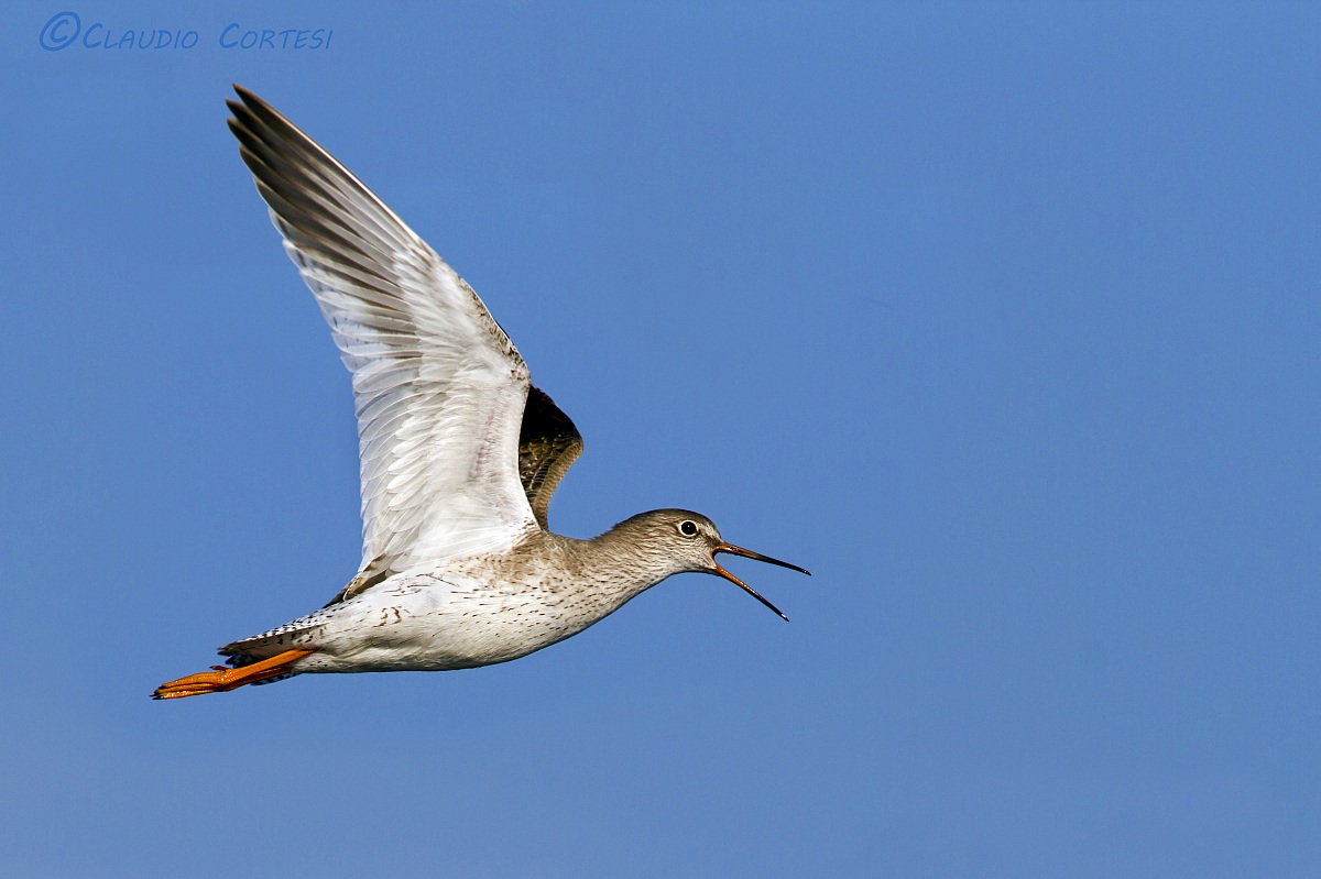 Redshank in alarm