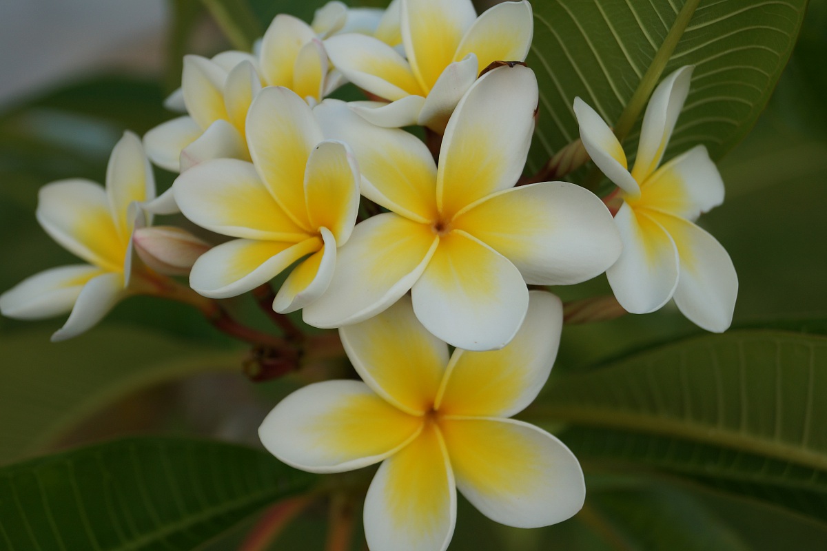 Plumeria,Pomelia o Frangipane