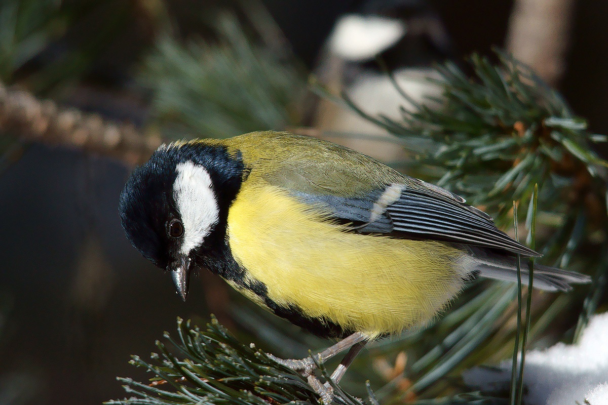 Great Tit